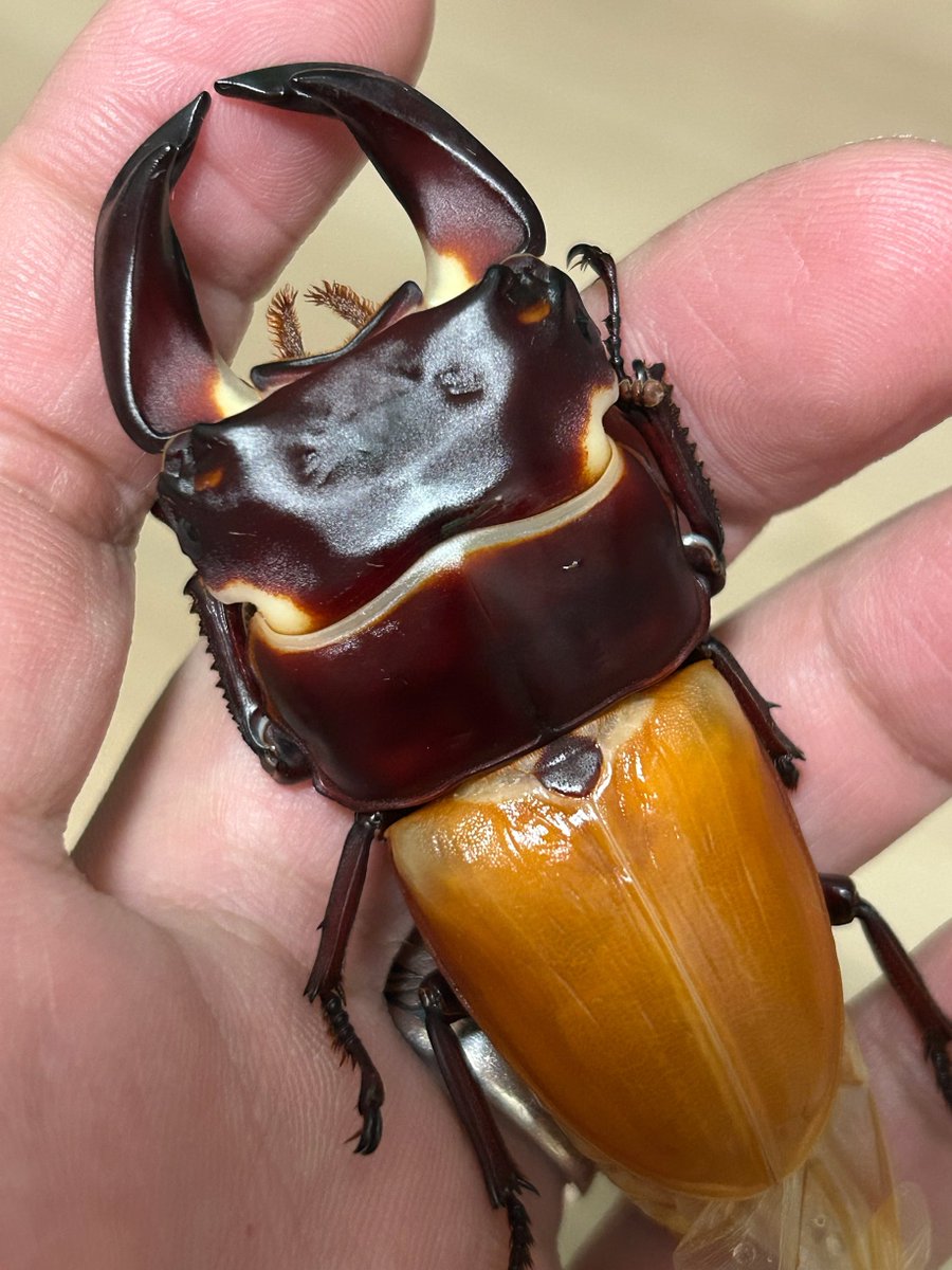 やっぱり毎年安定でいいよねー。