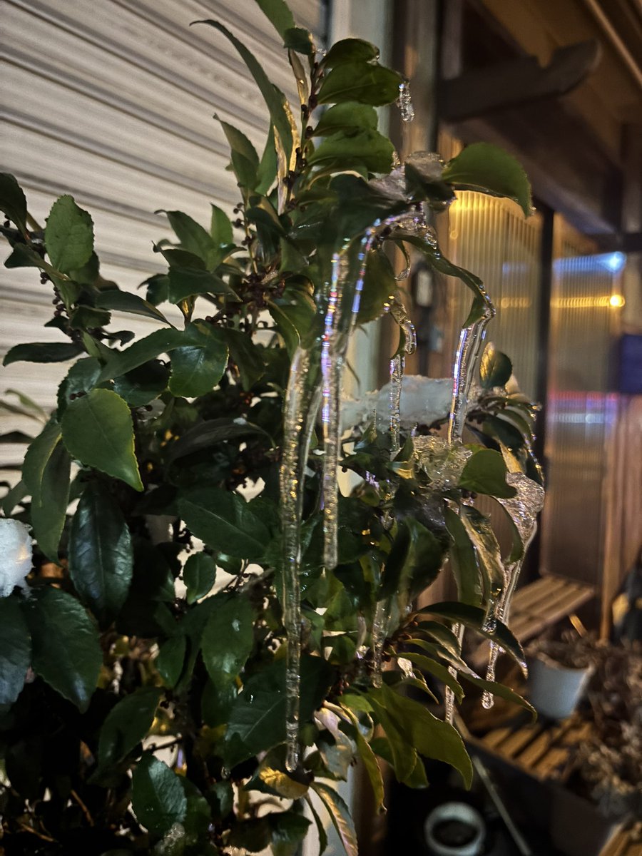 芝原チヤコ tweet media