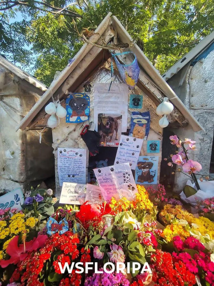 enf_intensiva's tweet photo. Memorial Orelha 🖤🐕 https://t.co/SjF8GqiYBC