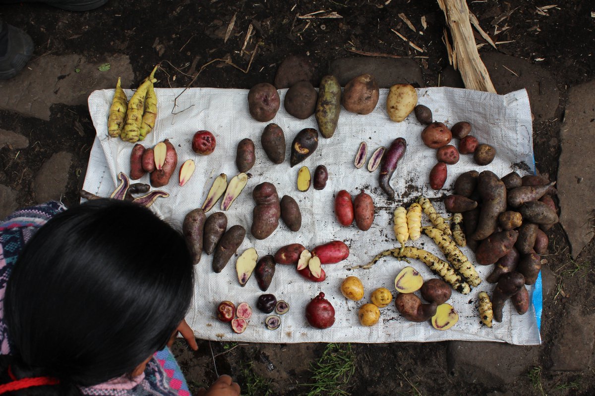 Cegz95's tweet image. ¿Cuántas papas de las que ve en la foto podría nombrar? Yo, si mucho, creo que dos.

Estas son solo algunas de las más de 130 variedades que custodia la familia Chinguad, a los pies del volcán Cumbal (Nariño), a más de 3.500 metros de altura. 

Va un🧵con su historia: