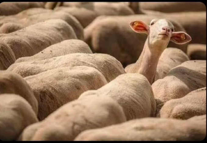 saamu_of_ibadan's tweet photo. When the choir is singing an unknown song and it's projected on the screen x
The congregation: https://t.co/8EVYXjfQbv