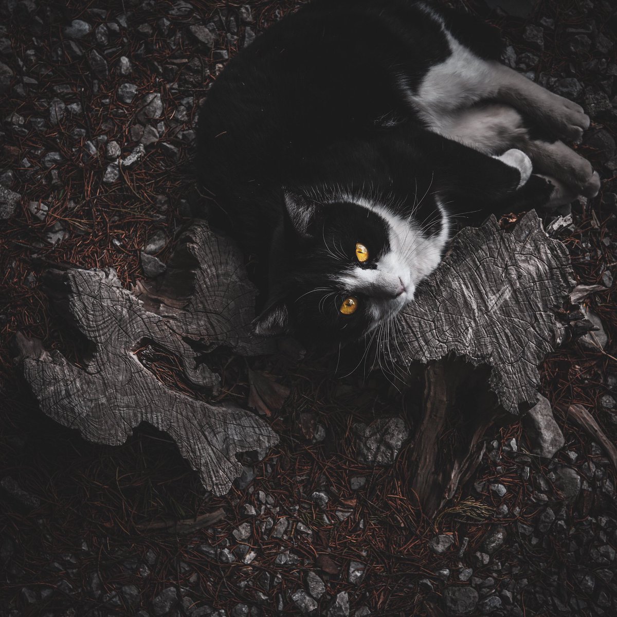 m_shibuya_cat's tweet photo. 枯樹生華
#ねこ #cat https://t.co/oueHqF1qk3
