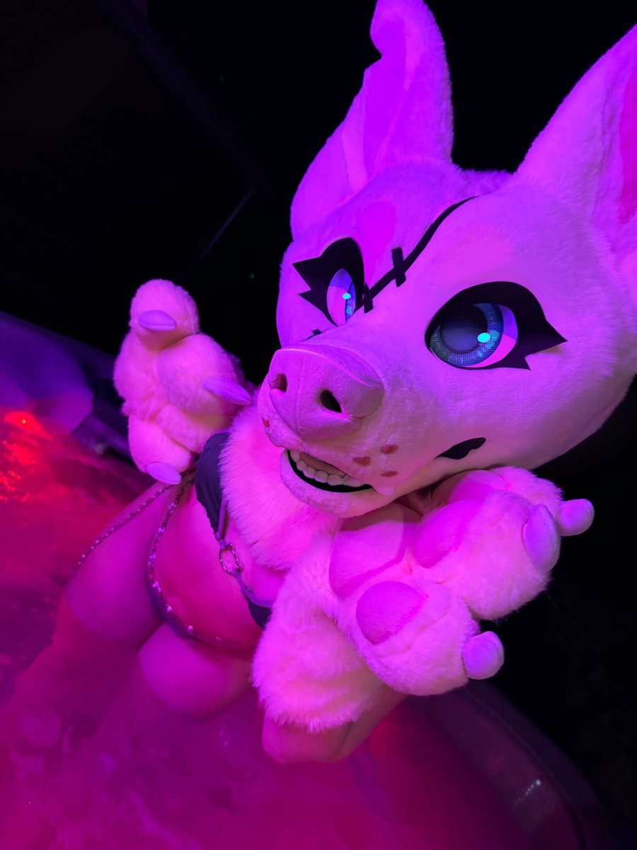 ¡shiba! tweet media