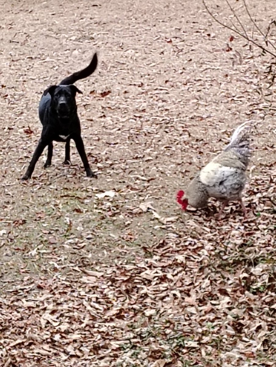 Poppa Stonks 🦑🦑 tweet media