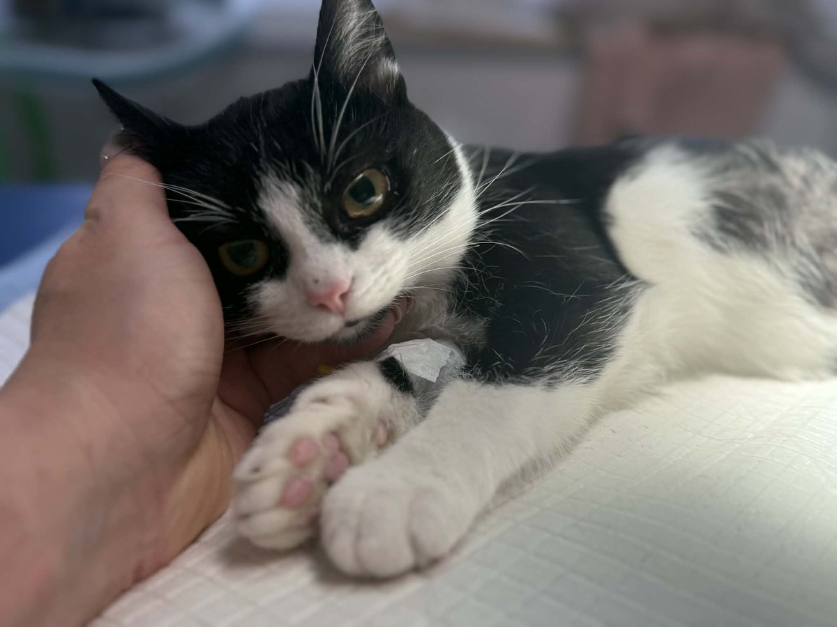 Zaczynamy od 0 zł, jeszcze NIKT nie wsparł.

W małej podkarpackiej wsi starsza pani znalazła dwie wystraszone kotki. Przyjęła je do domu, ale nie stać jej na kastrację. 

Każda wpłata może powstrzymać narodziny kolejnych pokoleń cierpienia 🐾

ratujemyzwierzaki.pl/kastracja-11-i…