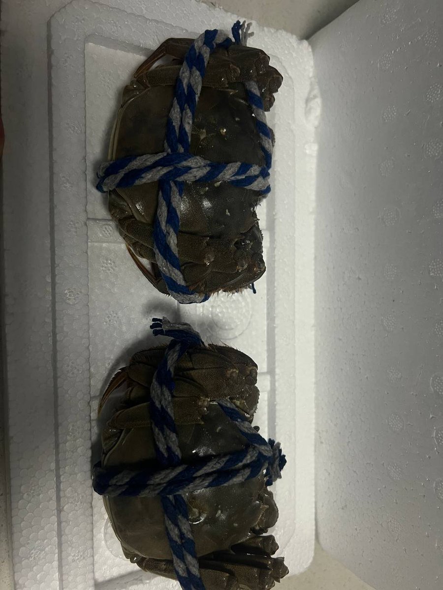 BNBTC8's tweet image. 心心念念的大闸蟹到了——大螃蟹🦀。
是我自己买的么？——NO NO  NO

其实是 @cn_irys_xyz 送的，真的是WEB3的福音，在2025年收到了多次礼物🎁，每一次都很惊喜。这次直接安排了大闸蟹作为新年礼物，真的感谢 #irys 项目，希望2026年币价翻几番。

#IRYS