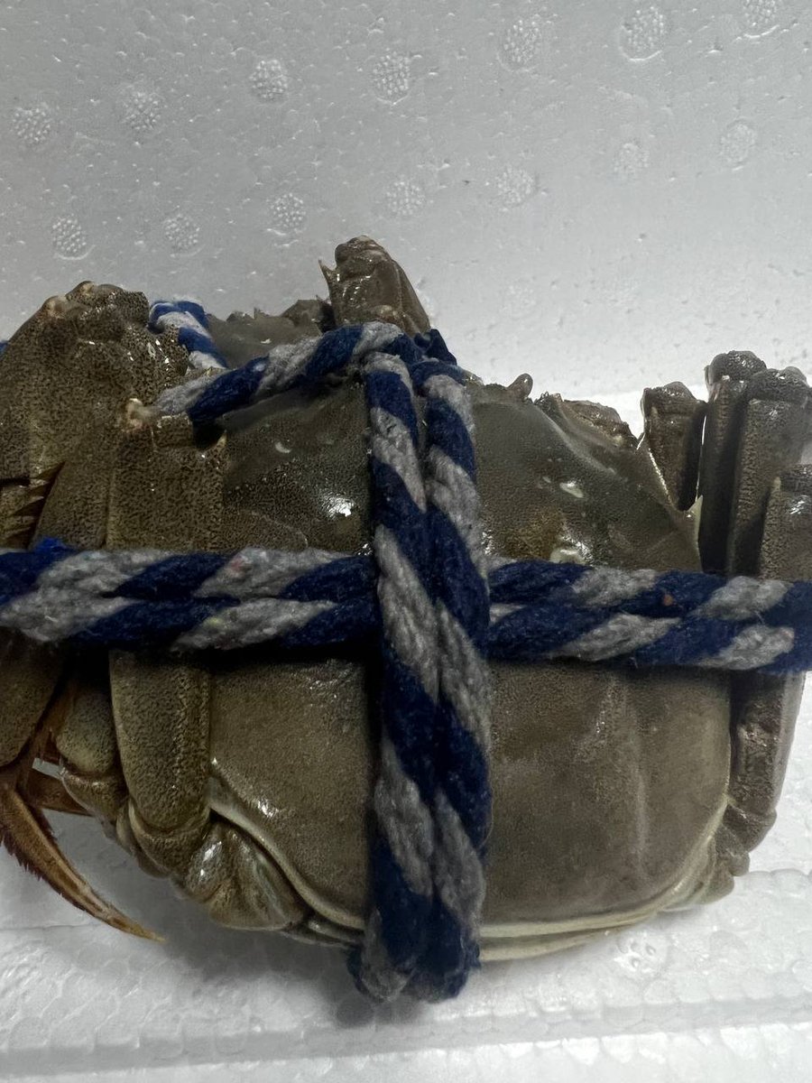 BNBTC8's tweet image. 心心念念的大闸蟹到了——大螃蟹🦀。
是我自己买的么？——NO NO  NO

其实是 @cn_irys_xyz 送的，真的是WEB3的福音，在2025年收到了多次礼物🎁，每一次都很惊喜。这次直接安排了大闸蟹作为新年礼物，真的感谢 #irys 项目，希望2026年币价翻几番。

#IRYS