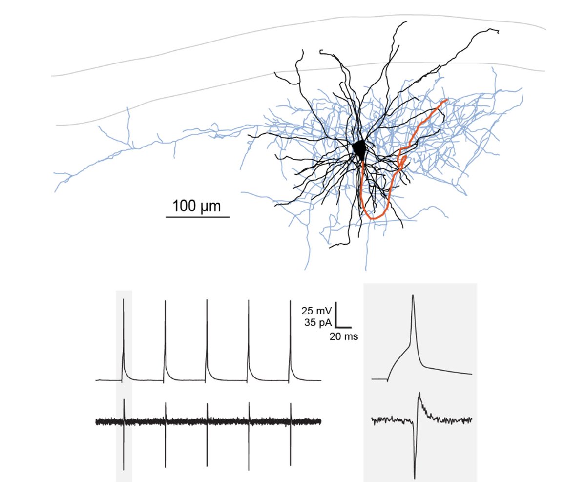 Ethan Goldberg tweet media