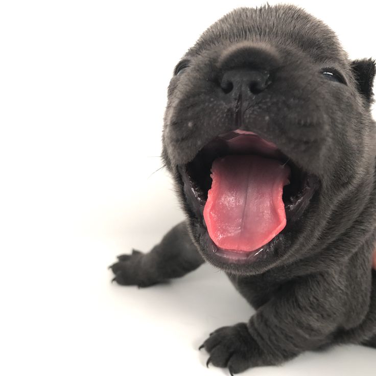 🐈‍⬛ tweet media