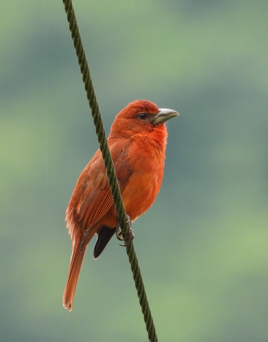 ProfePajarero's tweet photo. Piranga flava #spamdepajaritosenPaz #birding #Colombia #Huila https://t.co/Od7Vt3loKl