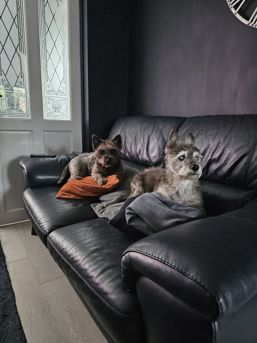 Toni Marie tweet media