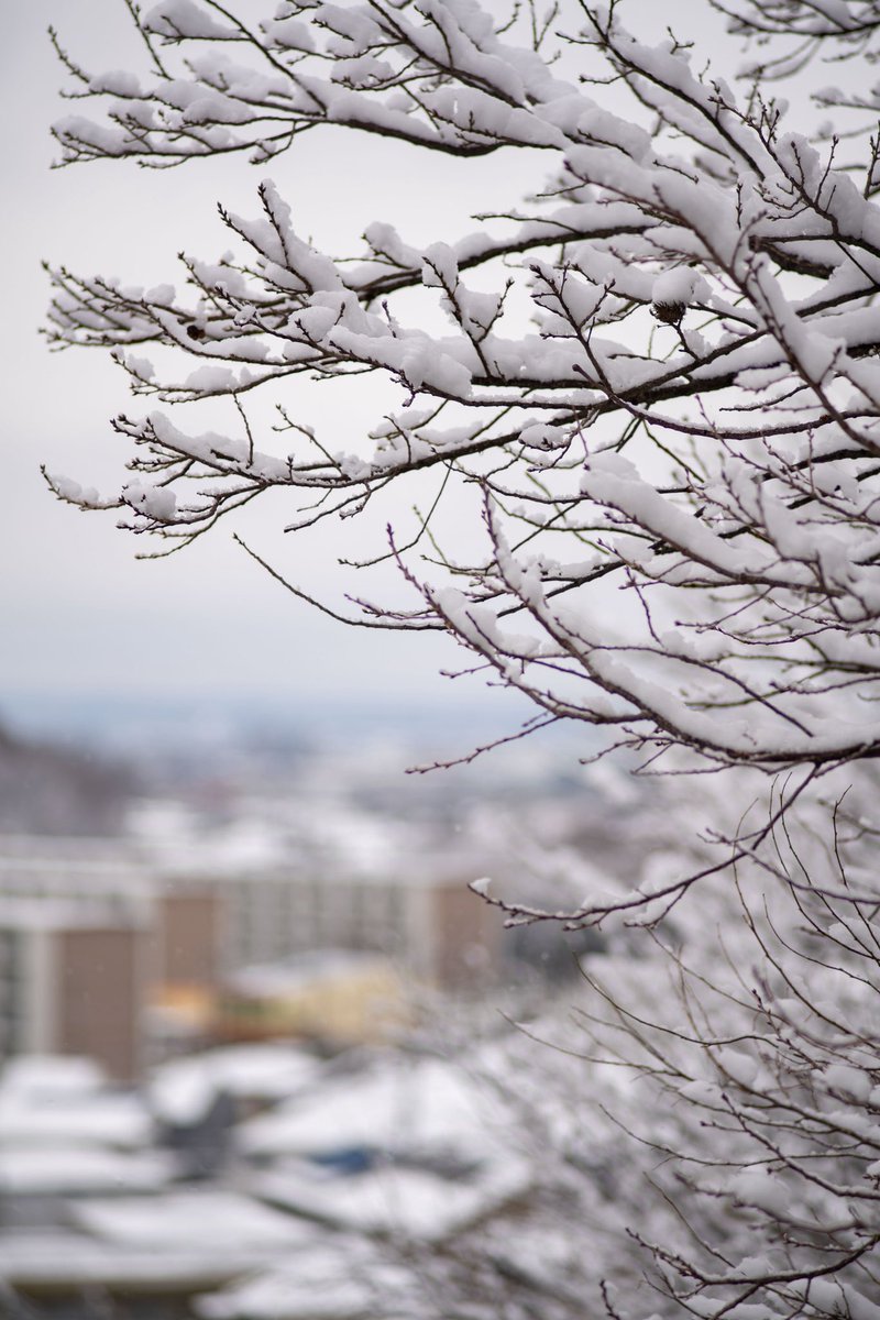 pieces_of_wisd1's tweet photo. 雪化粧
#snowdays #tokyosnaps
#sonnar135mmf28 #α73 https://t.co/wk6iii8f2P