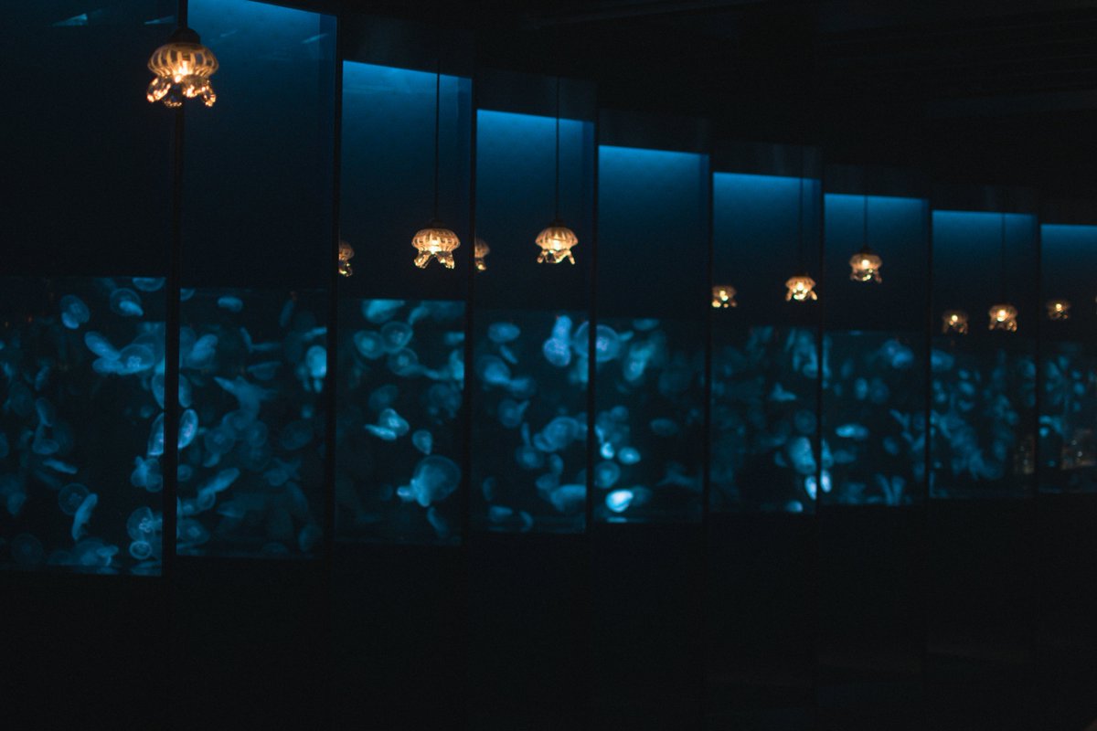 khzxur's tweet photo. 京都水族館 https://t.co/P1NBGX3fL9