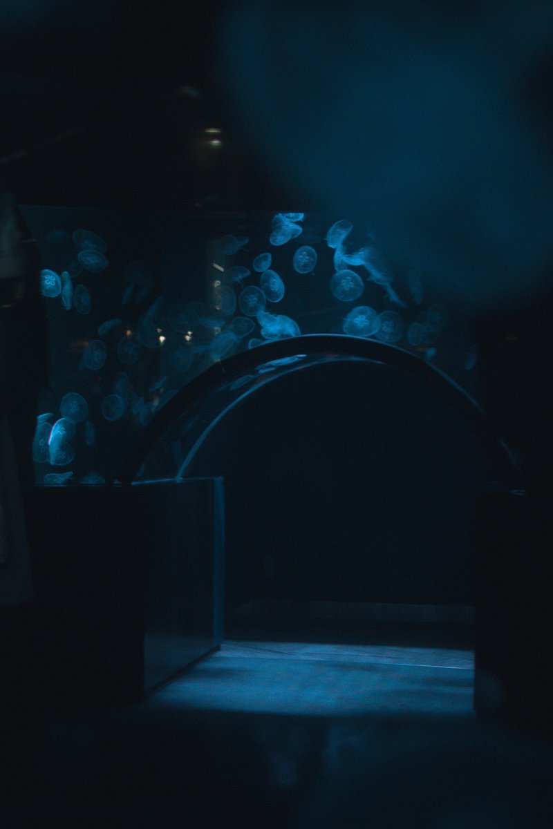 khzxur's tweet photo. 京都水族館 https://t.co/P1NBGX3fL9