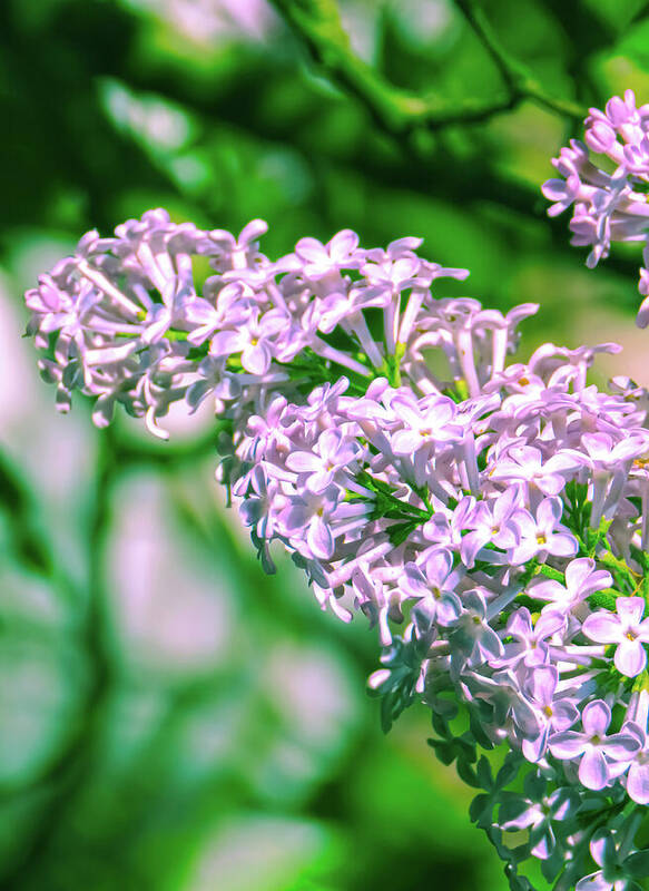 HurmerintaArt's tweet photo. The Beautiful Syringa Lilacs Bloom.
#flowers #lilacs #syringa #beautifulflowers #wallart #puzzles #pillows
https://t.co/Fcd1xsaVg2 https://t.co/ksMDBTr5Ir