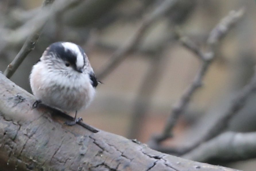 ed49dy's tweet photo. A few long- tailed tits in a friends garden today, Whitby. https://t.co/2JWtb3suEQ