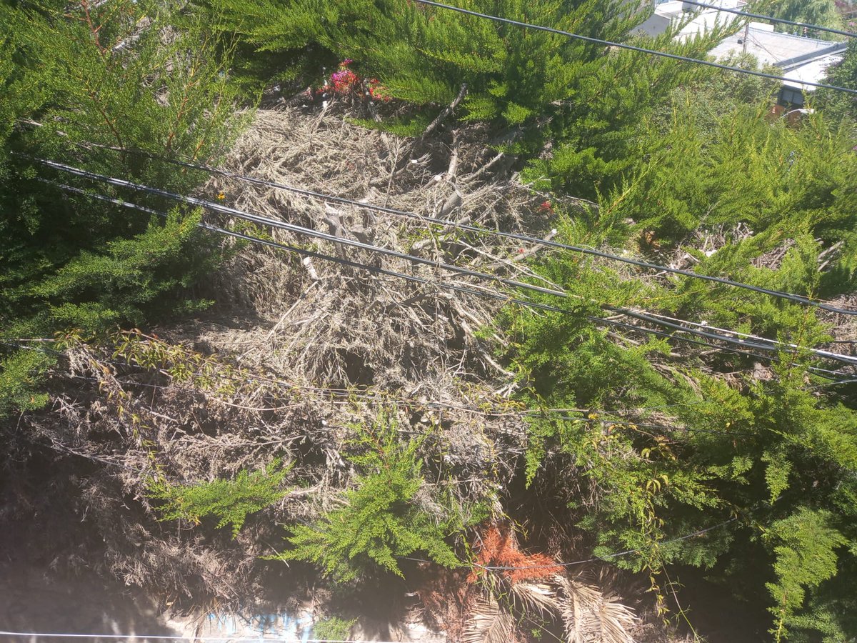carolabt's tweet photo. @FreddyConconino @municoncon entre las elenas y pasaje las violetas, hay una escalera donde los cables están cubiertos de ramas y árboles, es peligroso ante un posible incendio.... Es responsabilidad del propietario de la casa o de la municipalidad? https://t.co/BiysP2HmvO