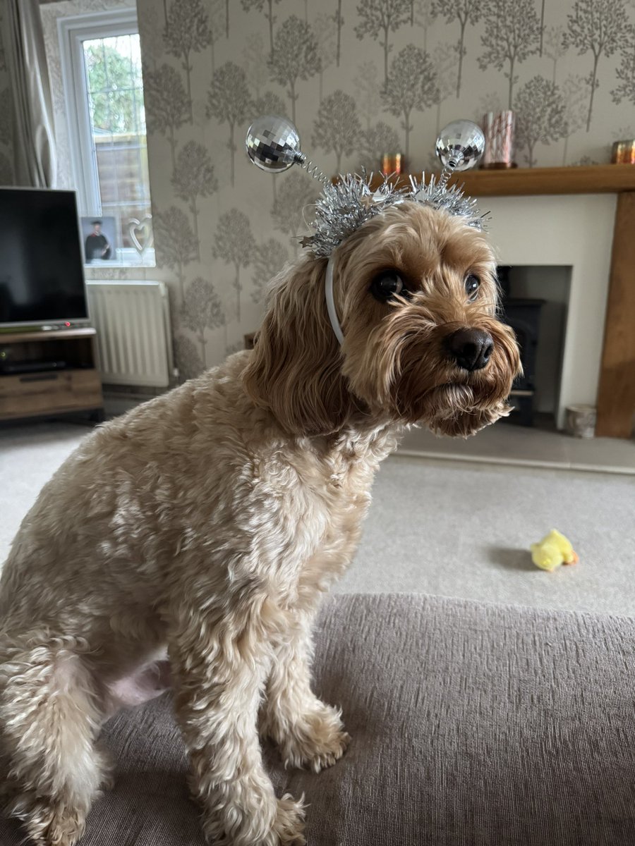 MichelleHowick's tweet photo. @NiallHarbison Our Stanley living his best life in the UK 🐶🤎 https://t.co/PRGsNSPzlB