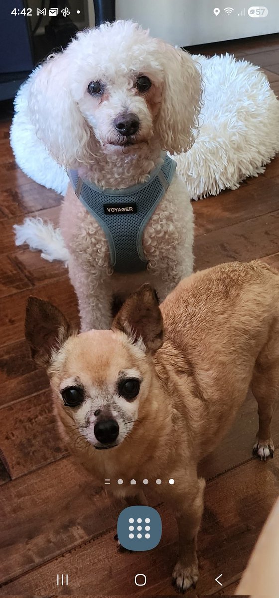 Monica Studer 🌻🌻🇺🇦 tweet media