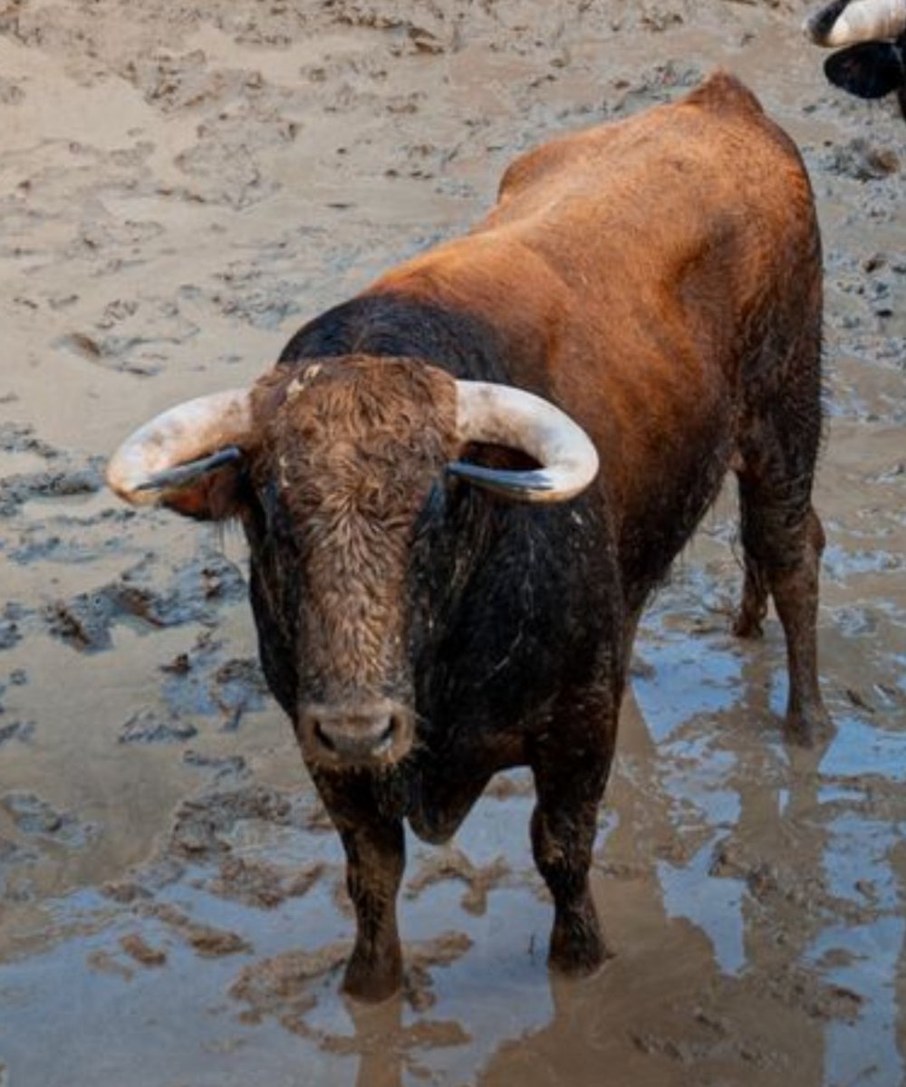 Los ijares, las bolitas (o bolotas)...