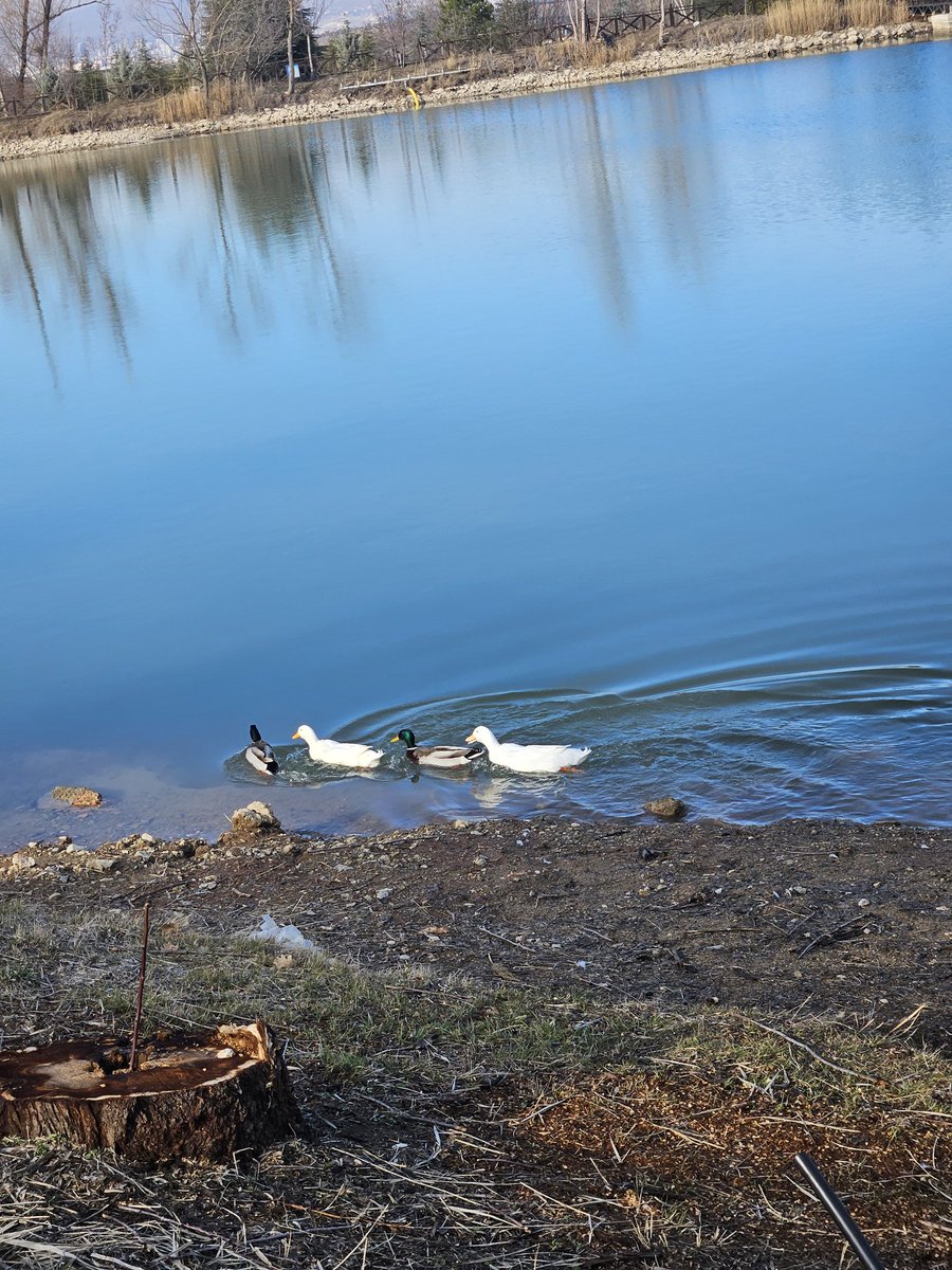 Pazar🫶

Alper Canıgüz/Örümcek Burgacı