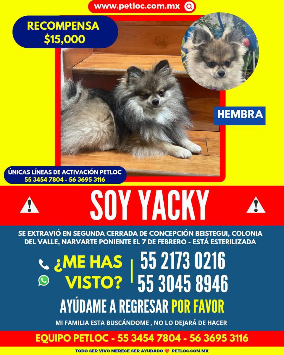 LLowenberg's tweet image. @En_laDelValle Yacky se extravió en la colonia del Valle el 7 de febrero.