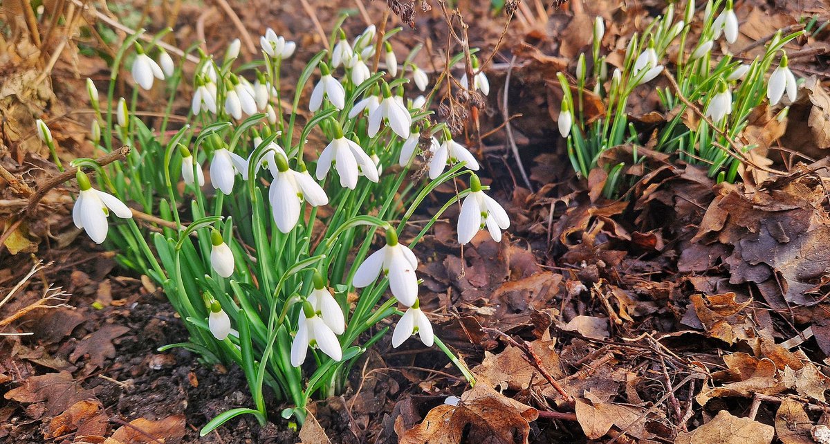 Wat 'n kolereherrie, die klokjes. 😝
#rotterdam #mijnstadstuintje #lenteiscomingtotown