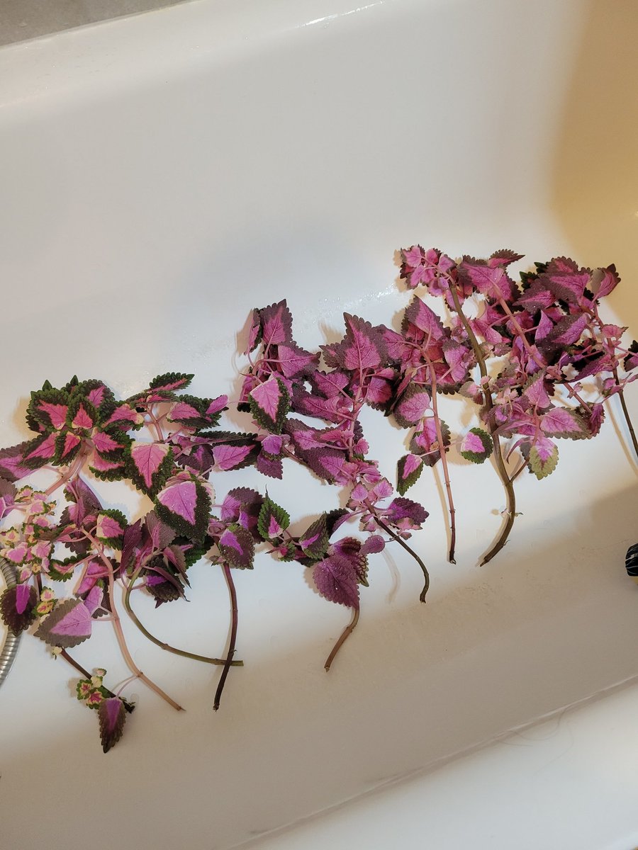 🍂 AgentR 🍂 tweet media