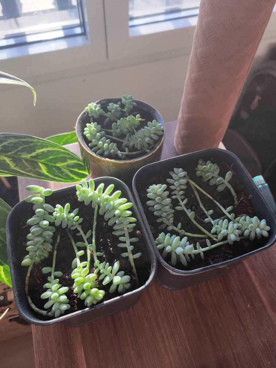 🍂 AgentR 🍂 tweet media