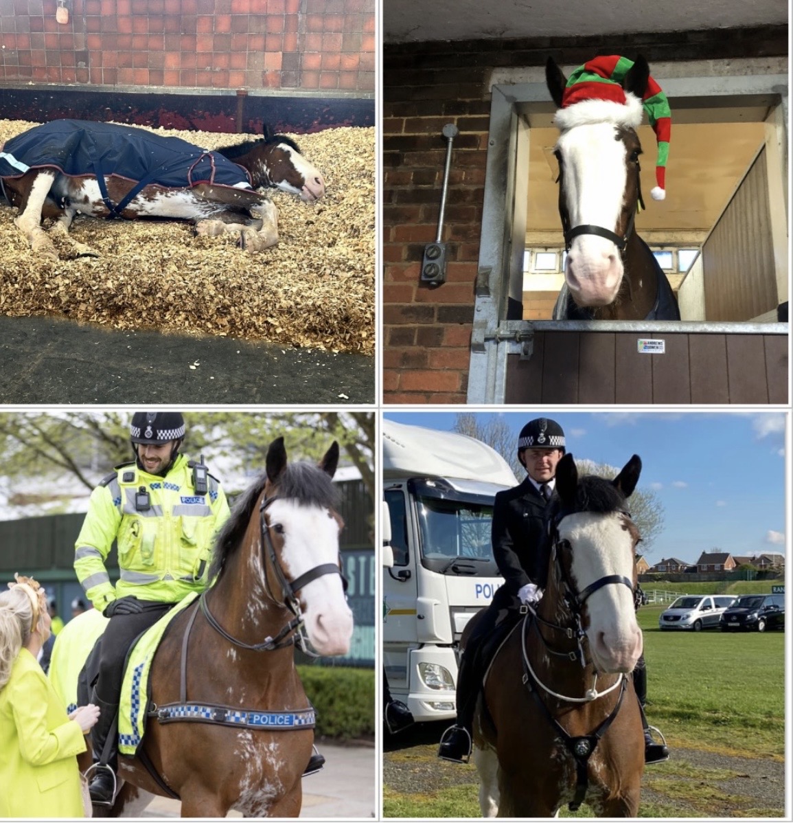 MerPolMounted's tweet photo. Just for fun, who is your favourite out of 
Owen, Brego, Beau and Silver who are all patrolling the Liverpool VS Man City match this afternoon?
#StandTall #PHOwen #PHBrego #PHBeau #PHSilver https://t.co/0Z65MhekxS