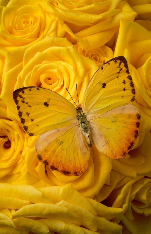 Hᥱ́ᥣιos E. Vᥲᥣgᥙs tweet media