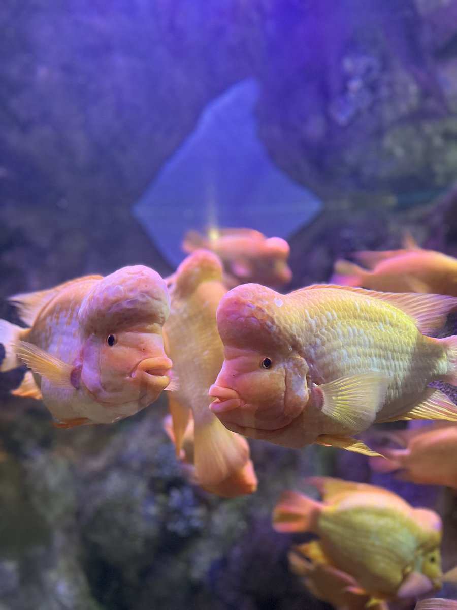 niightglow's tweet photo. Fishs and honey 💘 https://t.co/FzUYHJKcLv
