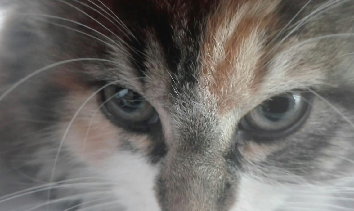 Mi gata os mira con mucha ternura o con ojos de porque la traje de viaje xD
Buenos Dias a todos ^^