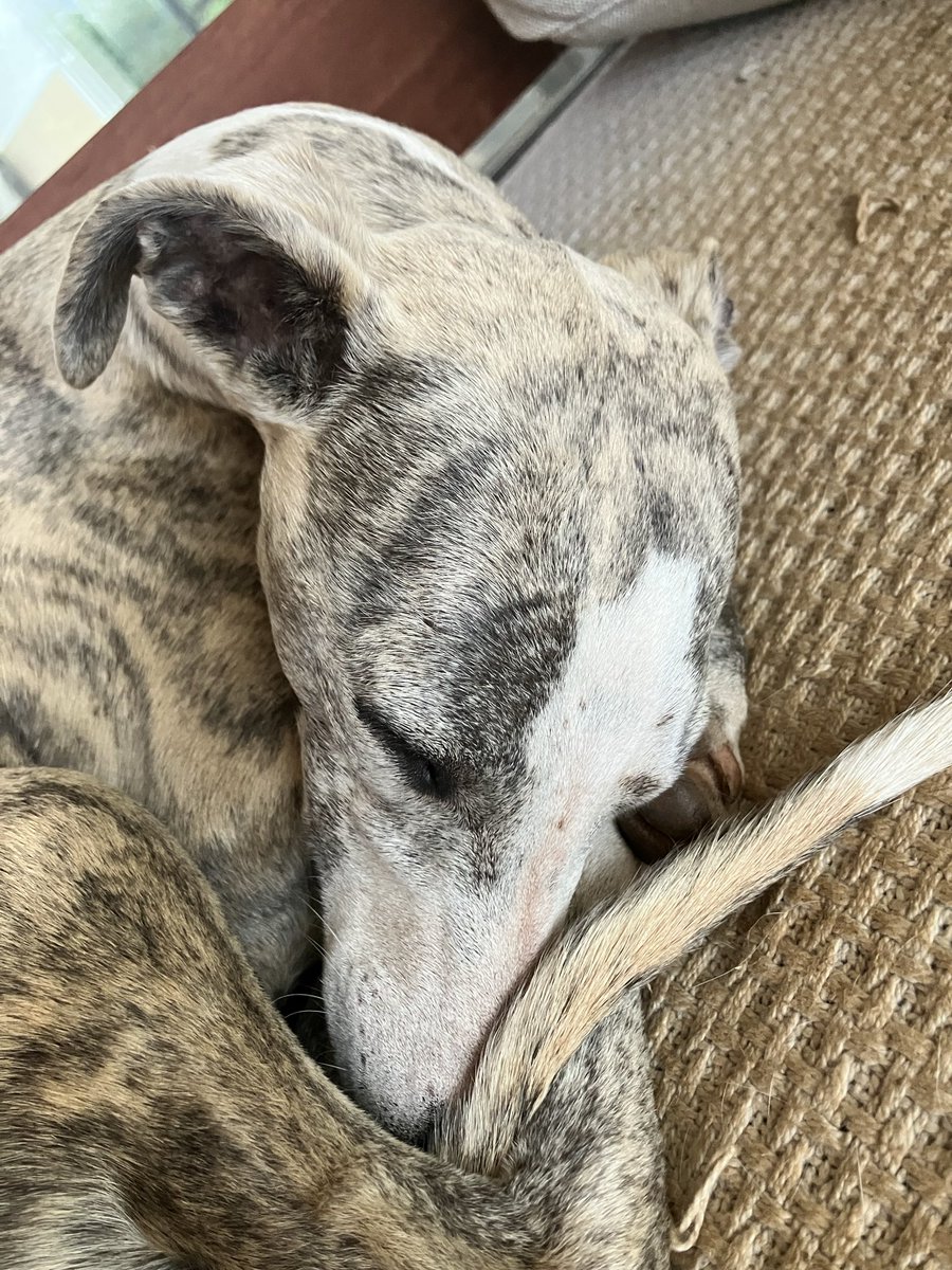 JeanetteM72's tweet photo. What we have here is one passed-out pupsicle. Started the day with an early river walk with her bestie Topaz. Then over lunch headed off for a playdate with Rhana, my neughbour’s Mali/Belgian Shepherd pupster. All this on a 35C scorcher of a day.
#Ara #zorsted https://t.co/eUn6M25ZwG