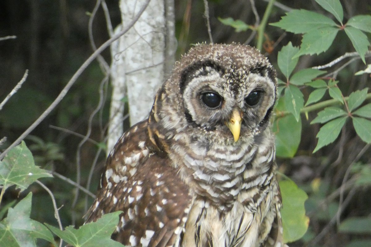 Happy Superb Owl Sunday to all that celebrate! #SuperbOwl