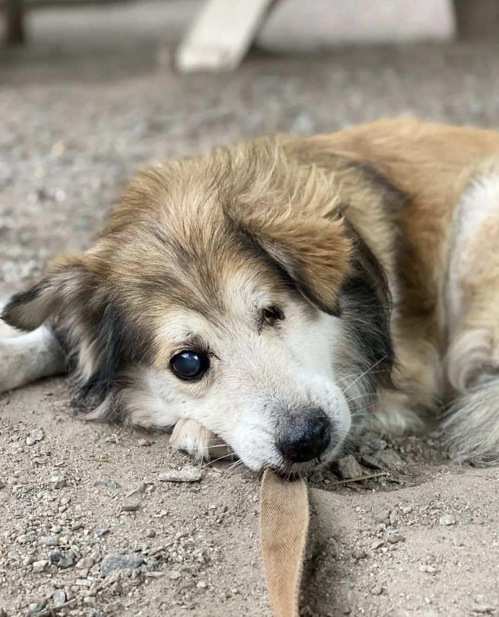 Shot in the eye in 2022.
Kuzya defied the odds and survived.
Then they blew up his home at the shelter.
He survived that too.
This tough little cookie is back from the vet clinic.💪🐾