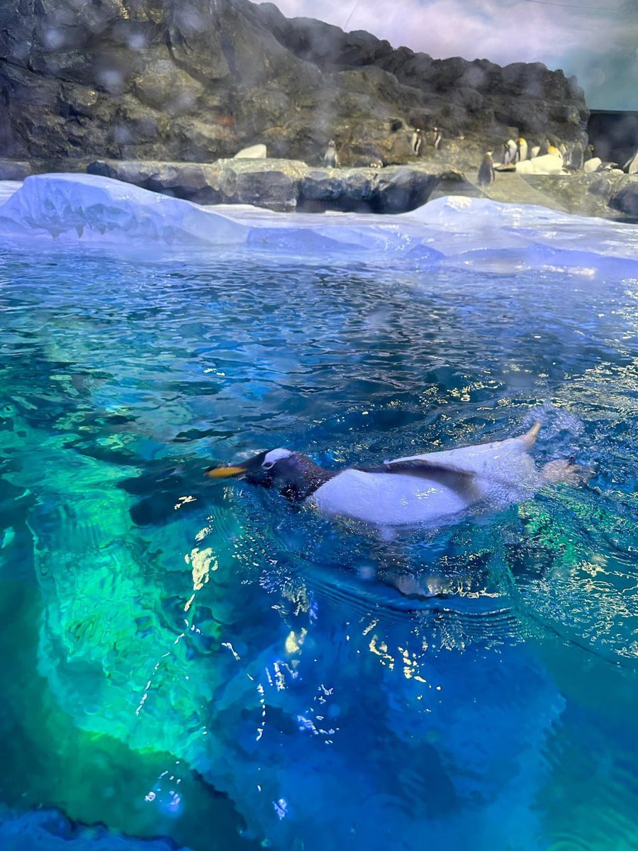 Hermion52016's tweet photo. Chillin' like a penguin in the Arctic breeze 🐧❄️ Embrace your unique quirkiness and waddle through life with confidence! https://t.co/iyTMj2cAKp