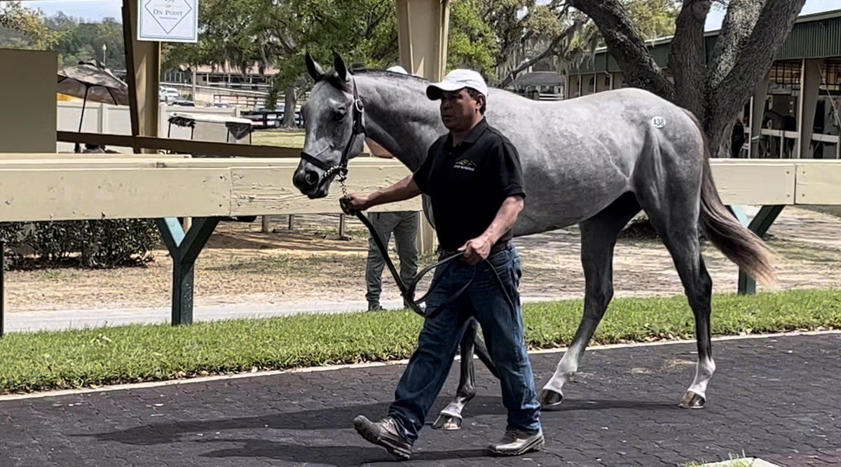 2yovar's tweet photo. HAQEET (Arrogate), the very first horse I ever bought for KAS Stables and something I’ll never stop saying because it will always hold a special place in my memories has officially received his invitation to compete in the world’s richest race: the Saudi Cup!
I wanted to share these photos from the very first time I saw him: right there at the OBS March Sale in 2023, when he caught my eye and I knew he had that something special. Looking back at these images now, seeing him go from that ring to qualifying for the biggest stage in racing… it’s pure pride and joy.
I’m sure this is massive news for the fans in Saudi Arabia they’ll be cheering him on with everything they’ve got!
HAQEET now joins STAR OF WONDER and BISHOPS BAY, three horses I hand selected from different sales, all proudly carrying the #sealofsuccess for KAS Stables.
We’re there.
Now let’s go win it!
Mission accomplished … and the story keeps getting better!