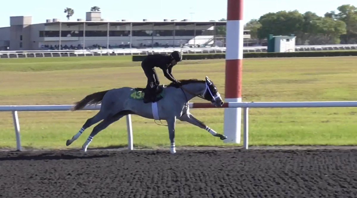 2yovar's tweet photo. HAQEET (Arrogate), the very first horse I ever bought for KAS Stables and something I’ll never stop saying because it will always hold a special place in my memories has officially received his invitation to compete in the world’s richest race: the Saudi Cup!
I wanted to share these photos from the very first time I saw him: right there at the OBS March Sale in 2023, when he caught my eye and I knew he had that something special. Looking back at these images now, seeing him go from that ring to qualifying for the biggest stage in racing… it’s pure pride and joy.
I’m sure this is massive news for the fans in Saudi Arabia they’ll be cheering him on with everything they’ve got!
HAQEET now joins STAR OF WONDER and BISHOPS BAY, three horses I hand selected from different sales, all proudly carrying the #sealofsuccess for KAS Stables.
We’re there.
Now let’s go win it!
Mission accomplished … and the story keeps getting better!