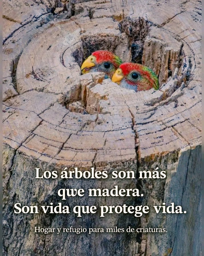 No sé trata de romanticismo:

Cuando se pierden los árboles además de su madera perdemos el hogar para muchas especies, perdemos un ecosistema que nos sostiene, perdemos el equilibrio y acabamos con la vida...

#.Árboles 🌳