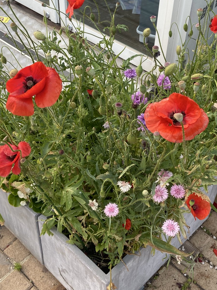 Jade_notes_'s tweet image. 오늘 날씨가 너무너무 추웠아요.... 
빨리 따뜻해졋으면 좋겟다는 마음으로 
꽃을 꺼내보아요🌺🌺

다들 어떤 꽃을 제일 좋아하시나용