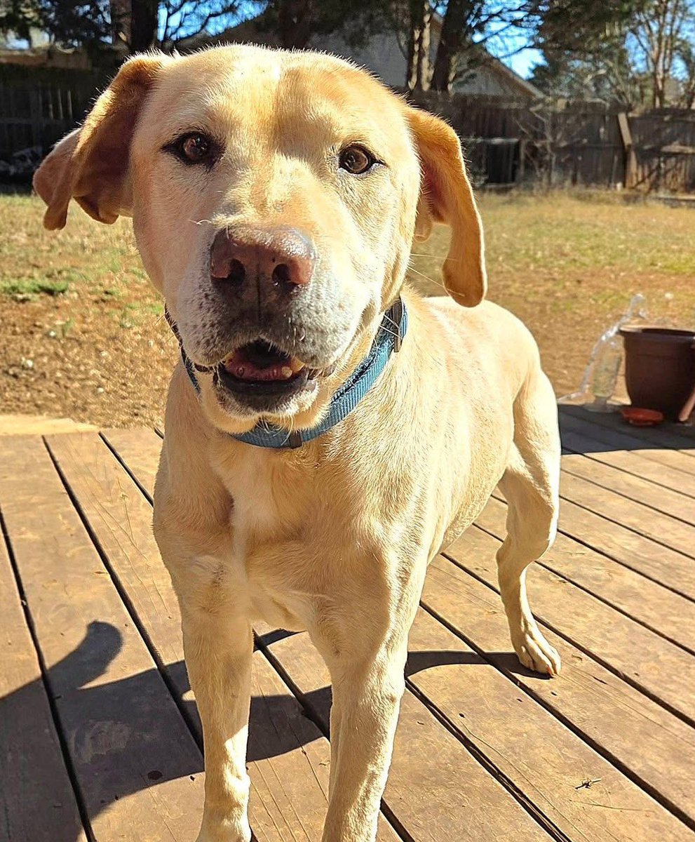 Looking for an older dog that still has plenty of energy? Meet Clancy! He loves to play, loves booty scratches &amp; LOVES dinner time!

He’s an independent boy so he doesn’t need you around 24/7. All he needs is a comfy place to lay &amp; a squeak toy!

Apply at LuckypuprescueSC.com
