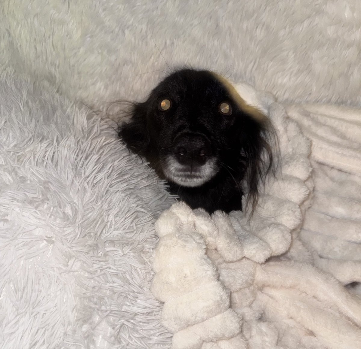 watching my brothers dog