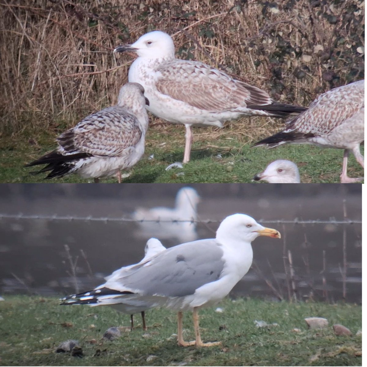 Thomas Porter tweet media