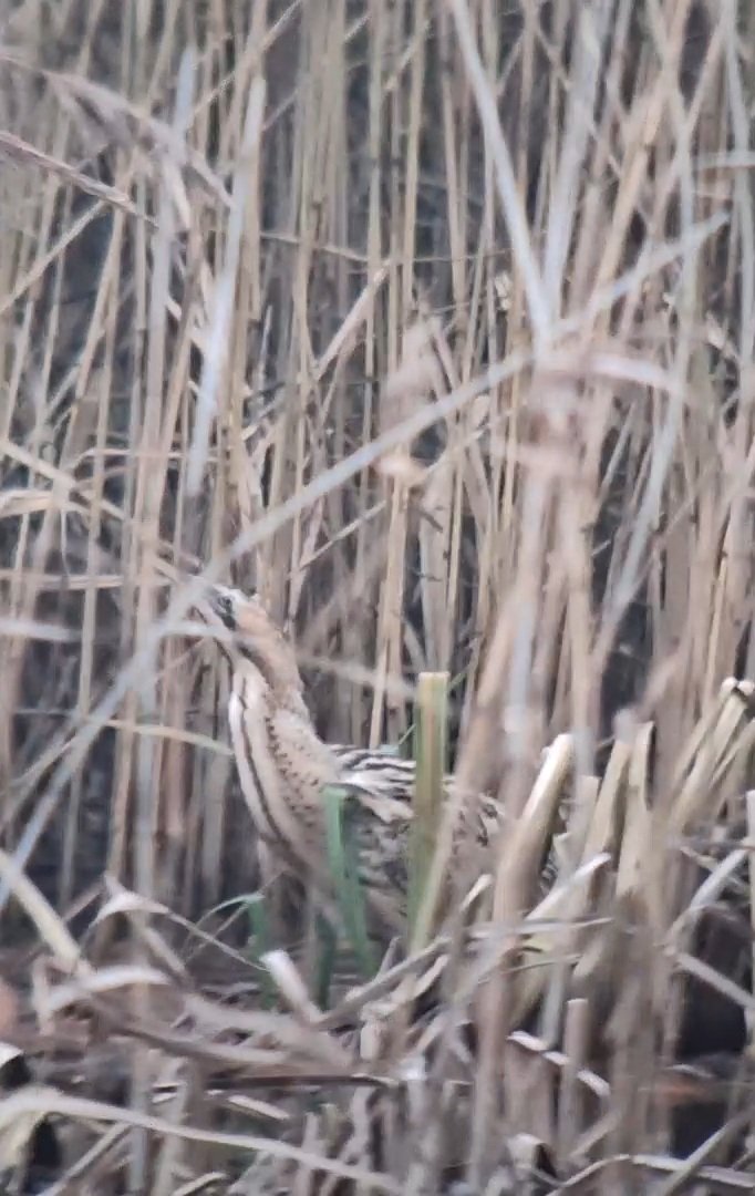 Thomas Porter tweet media