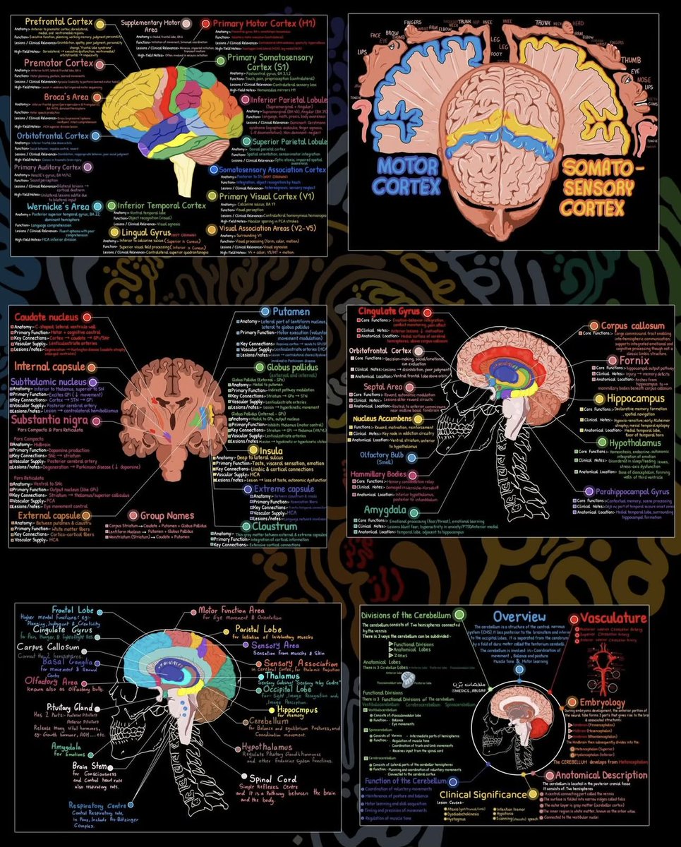 Oren Gottfried, MD tweet media