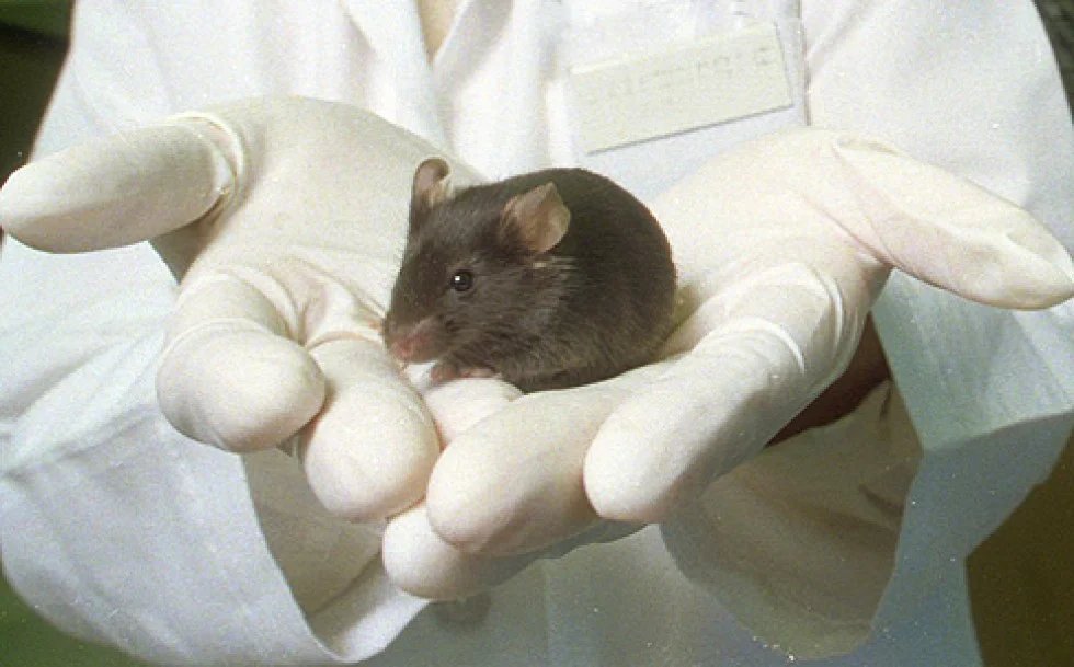 BrainyScience's tweet image. 🚨🇨🇳 CHINA — Scientists Reversed Alzheimer’s in Mice.