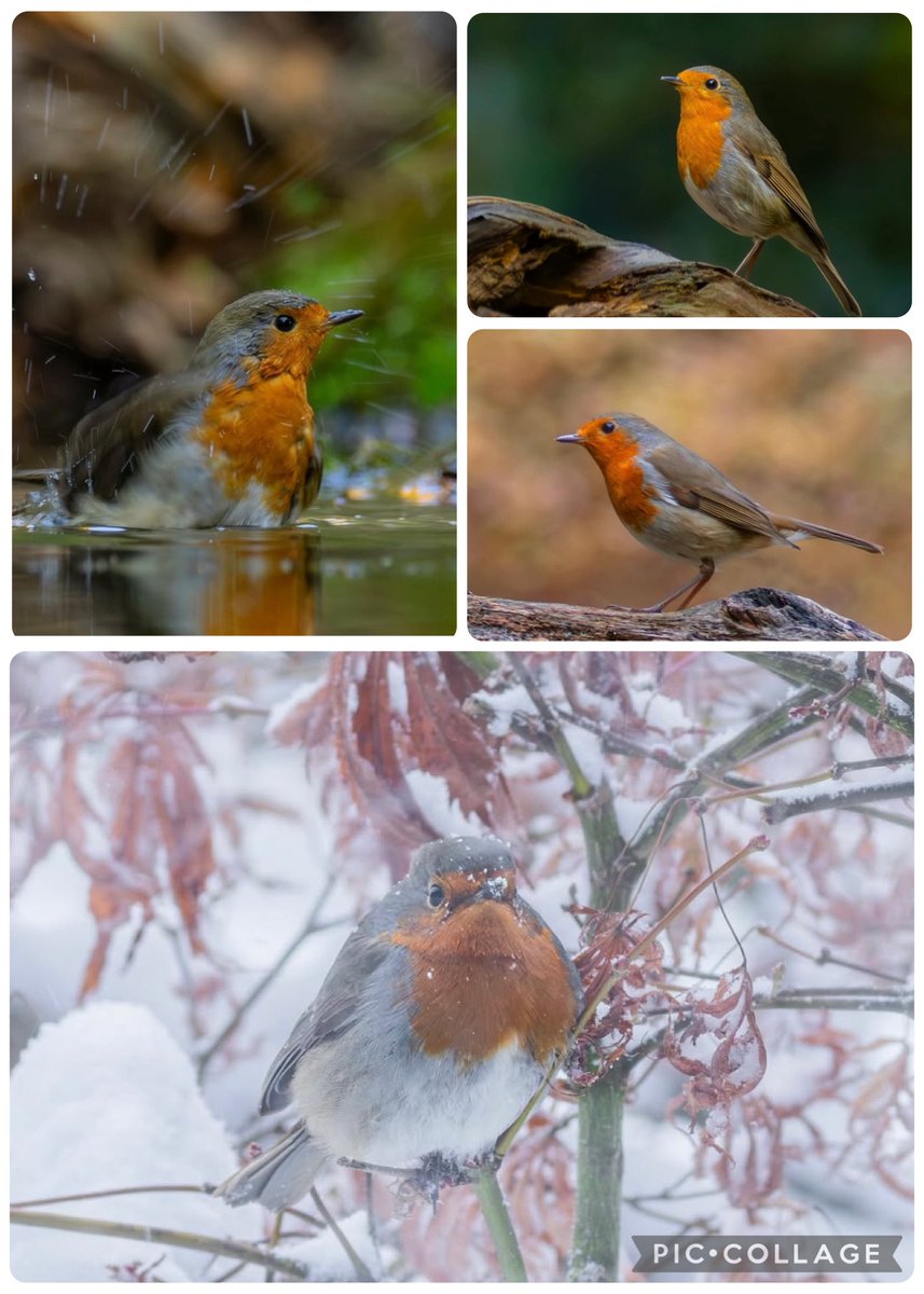 Veendi's tweet photo. #FebruariVogelMaand #Roodborst @Karins1968 https://t.co/MXvpiqkYUq