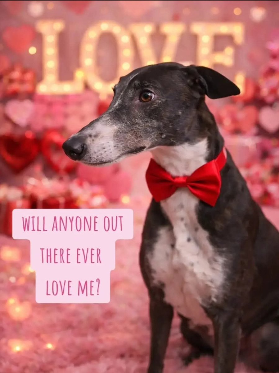 222 days in our Wombourne kennels and not one single enquiry for 4 year old Creed (Cree Jo Jo)😔 Such a loving, happy hound - a true gentleman. Will he ever find his Valentine ?💖