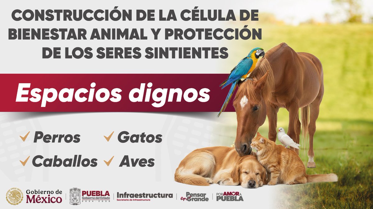 El Gobierno estatal impulsa acciones para brindar refugio y atención a animales que han sufrido abandono y maltrato.
 #SeresSintientes